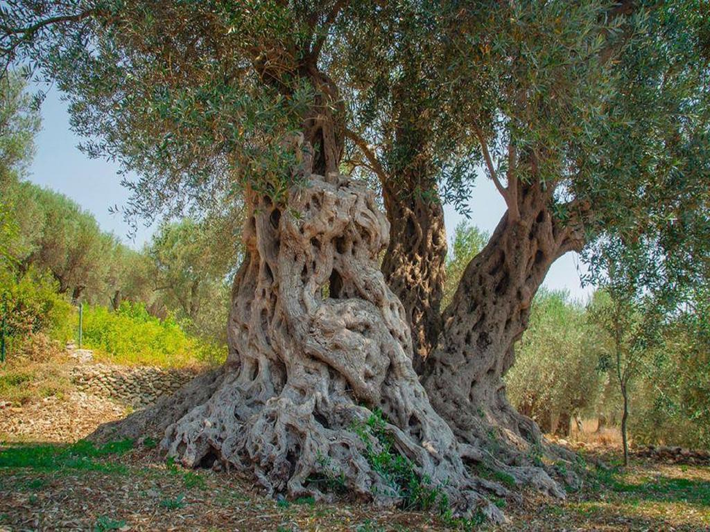 Holiday Park Olive Tree Ulcinj Eksteriør billede